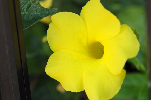 黄色い花 路傍の花