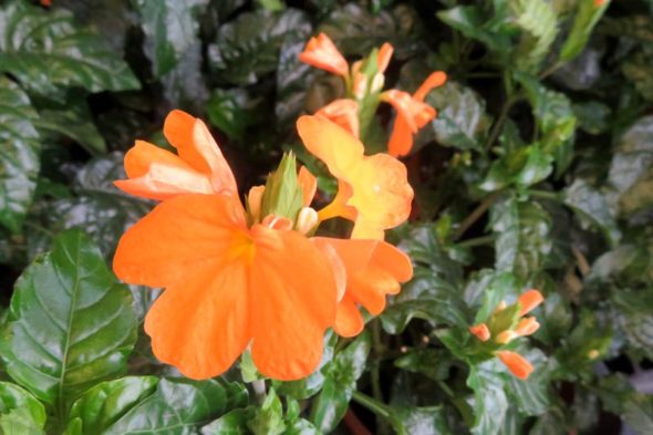 クロッサンドラ 路傍の花